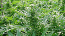 Tanam Ganja di Kamar Mandi, Petani di Kepahiang Diamankan Polisi