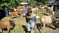 Kebutuhan Hewan Kurban di Surabaya 2.000 Sapi