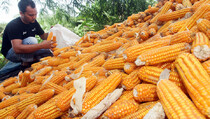 Tata Kelola Jagung Harus Diperbaiki