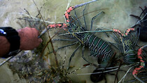 Bea Cukai Gagalkan Penyelundupan Lobster Rp 12 M