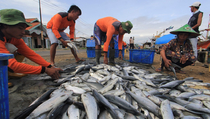 Produksi Ikan Bandeng Kabupaten Bekasi Terus Digenjot