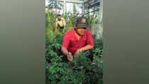 Fapet UGM Temukan Metode Pembenihan Alfalfa Tropik