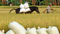 Harga Turun, Mentan Minta Bulog Segera Serap Gabah Petani