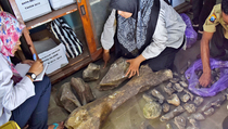 Perhutani Bawa Temuan Fosil Ngawi ke Madiun