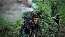 Masuki Masa Panen, Ganja Aceh Membanjir