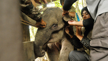 Pertolongan Anak Gajah Terkena Jerat