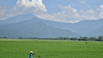 Setiap Tahun, Areal Persawahan Terus Berkurang