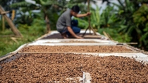 Kopi Indonesia Raih Penjualan US$ 5,5 Juta di Jepang