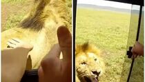 Aksi Berbahaya, Turis Menepuk Punggung Singa di Tanzania