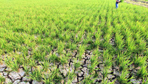 Ribuan Hektare Sawah di Batanghari Terancam Gagal Panen