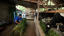 PTPN XII Rambah Bisnis Sapi Perah