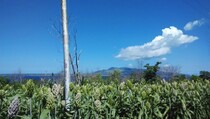 LIPI Uji Coba Tanam Sorgum di Lahan Marginal