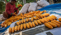 Bulog Enggan Berpolemik soal Data Surplus Jagung