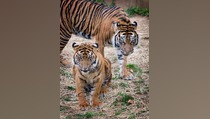 Harimau Berkeliaran di 3 Dusun, Warga Siak Resah