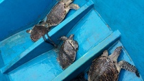 4 Penyu Sisik Dilepas Liarkan di Perairan Ohoiwa