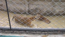 Harimau Sumatera dan Singa Afrika Mati di Kebun Binatang Jambi