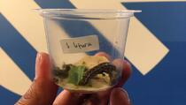 Serang Padi dan Jagung, Indonesia Perlu Waspadai Serangan Ulat Fall Armyworm