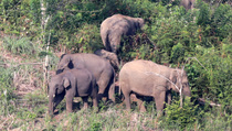 11 Ekor Gajah Liar Dekati Pemukiman Warga di Riau