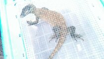Komodo yang Diperdagangkan Diduga Berasal dari Flores
