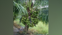 Industri Pengolahan Kelapa di Indonesia Masih Prospektif