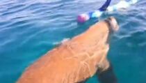 Festival Ikan Dugong di Alor Menarik Perhatian Wisatawan