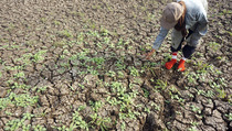 Irigasi Rusak, Sawah Petani di Bengkulu Selatan Tak Bisa Ditanami Padi