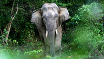 Gajah Masuk Perumahan di Malaysia, Ribuan Warga Jadi Panik