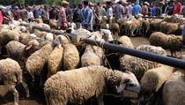 Pedagang Hewan Kurban Keluhkan Sepinya Pembeli