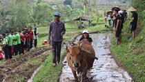 Padukan Kebudayaan dan Alam, Festival Jatiluwih Siap Digelar