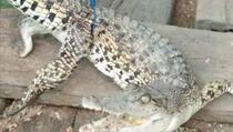 Hasil Tes DNA, WNI Hilang di Malaysia Diduga Dimakan Buaya