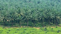 Ekonom Apresiasi PTPN Bentuk PalmCo untuk Kendalikan Harga dan Pasokan Minyak Goreng