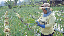 Oktober, Upah Harian Buruh Tani Naik 0,17%