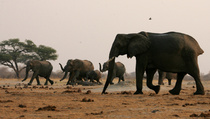 Akibat Kekeringan, 55 Gajah Mati di Zimbabwe