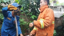 Wali Kota Depok Keluarkan Surat Edaran Terkait Maraknya Ular