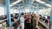 Arla Indofood Siap Lepas Sapi Perah ke Pasar