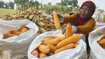 Benarkah Jagung Bisa Turunkan Gula Darah?
