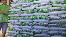 Pupuk NPK dan Urea Dinilai Tingkatkan Produktivitas Tanaman