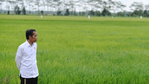 Antisipasi Krisis Pangan dan Resesi, Food Estate Perlu Didesain Ulang
