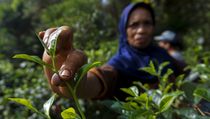 Holding Perkebunan Raih Kenaikan Aset Capai Rp 152 Triliun