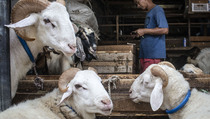 Kemag: Mari Rayakan Hari Raya Kurban dengan Protokol Kesehatan Ketat