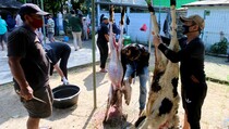 Andi Sumangerukka Sumbang 40 Ekor Sapi Kurban untuk Masyarakat Sulawesi Tenggara