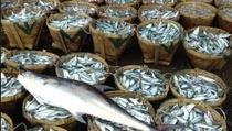 Jaga Stabilitas Harga Ikan, KKP Kembangkan SRG di Tiga Provinsi