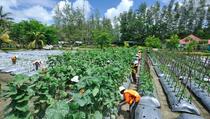 Lahan Tailing PTFI di Mimika Bisa Digunakan Sebagai Lahan Produktif
