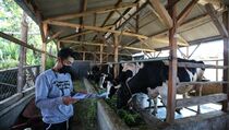Jaga Ketahanan Pangan, FFI Tekankan Pentingnya Kolaborasi Tingkatkan Peranan Peternak Sapi Perah