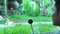Makan Bersisian dengan Singa di Tsavo Lion Restaurant