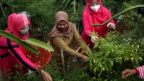 Isi Liburan, Warga DKI Bisa Ikut Bertani Hingga Memasak