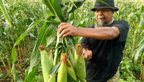 Harga Jagung Naik Jelang Pergantian Tahun