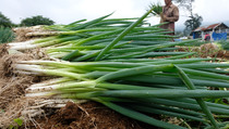 Petani dan Pedagang Sayur di Malang Merugi Akibat Dampak Bencana