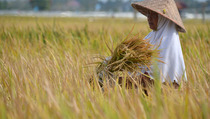 Didominasi Usia Lanjut, Regenerasi Petani Harus Jadi Perhatian