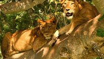 Diduga Keracunan, Enam Ekor Singa Mati di Uganda